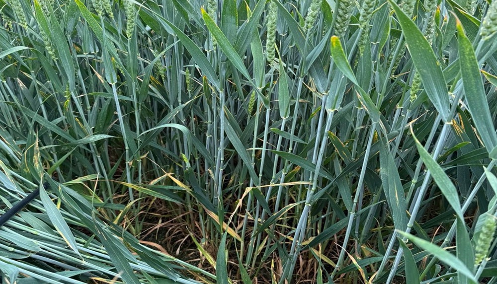 Wheat plants treated with a half rate fungicide programme with septoria symptoms.